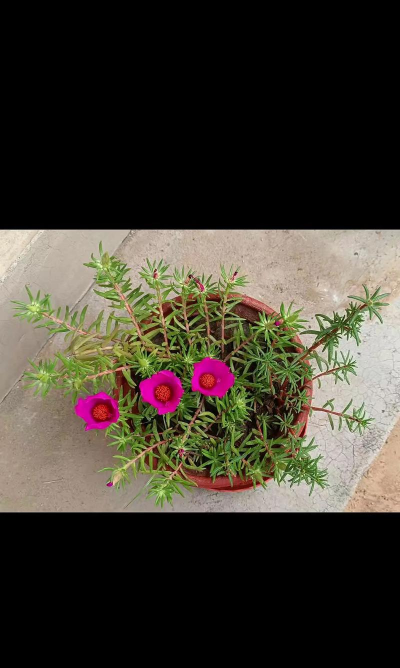 马齿苋开什么花