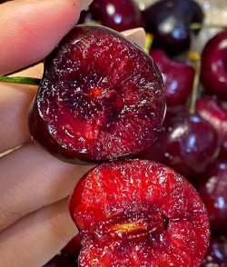 圣诞樱桃是什么意思