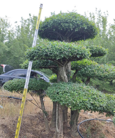 对节白蜡什么样