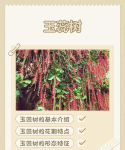 玉蕊树怎么样