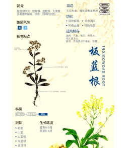 板蓝根养花妙用