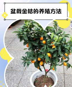 盆栽桔子什么时候成熟