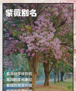 紫薇别名有什么