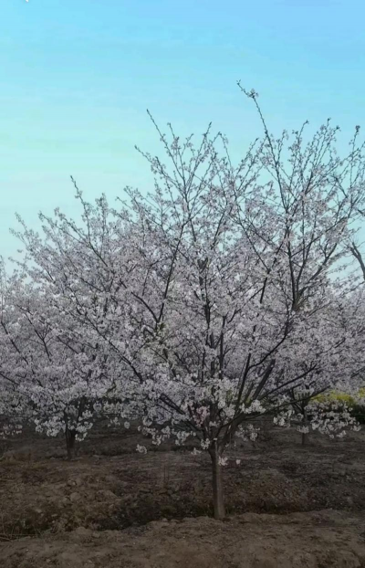 日本早樱什么移栽最好