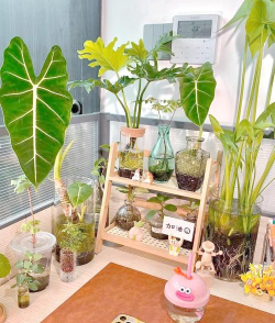 家庭养花用生根粉