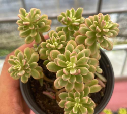 塔洛克品种怎么样