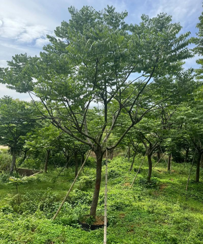 种植栾树怎么样