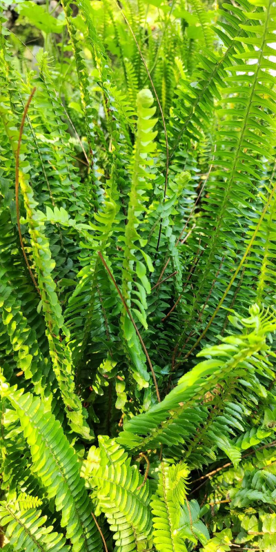 肾蕨植物没有什么