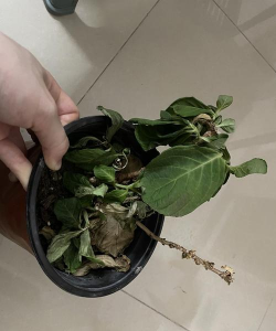 家庭养花用生根粉