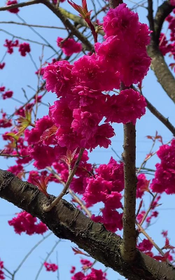 红色的樱花是什么品种