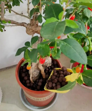 家庭养花用生根粉