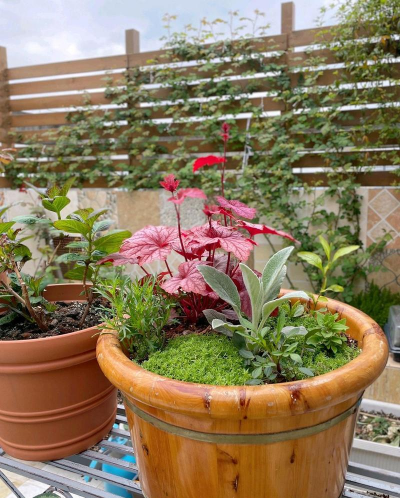 家庭养花用生根粉