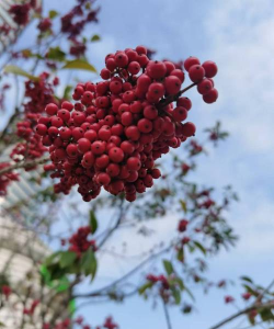 铁冬青花店叫什么