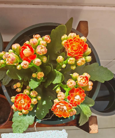 家庭养花用生根粉