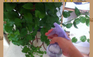 家庭养花用生根粉