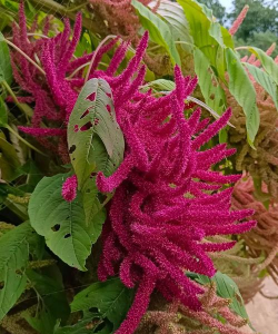 苋菜的花长怎么样