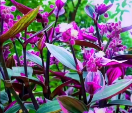 家庭养花用生根粉