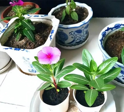 家庭养花用生根粉