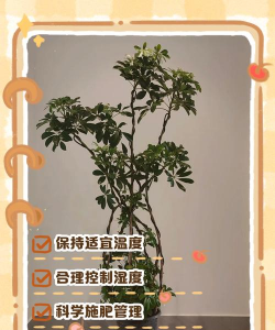 鸭脚木冬天如何过冬