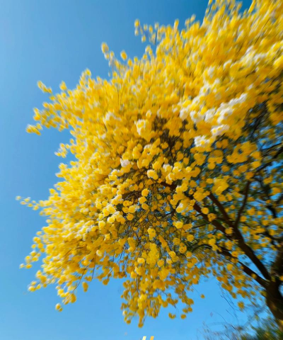 什么树上有金色的花