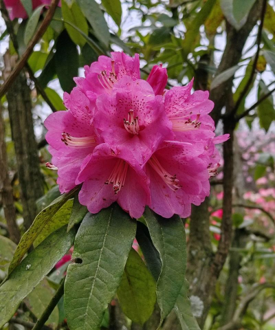 木本的花什么花最好