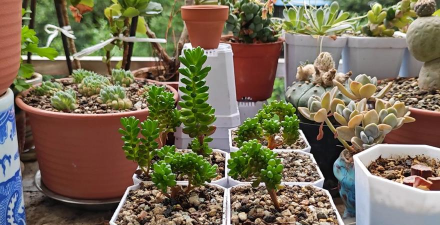 家庭养花用生根粉