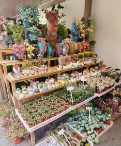 家庭养花用生根粉