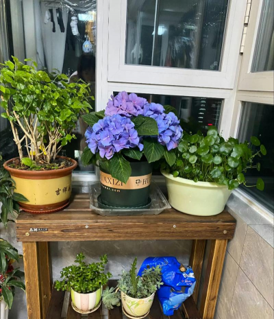 家庭养花用生根粉