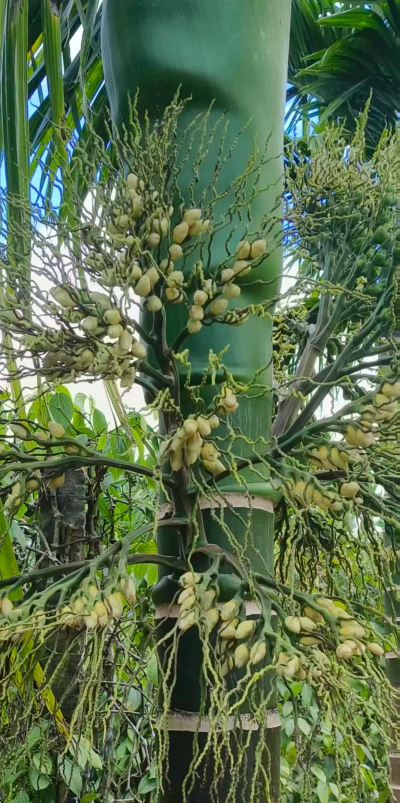 槟榔老叶开什么花