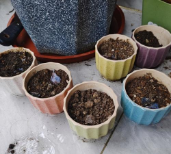 家庭养花用生根粉