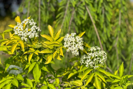 接骨木叶子怎么样