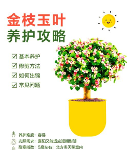 什么养金枝玉叶