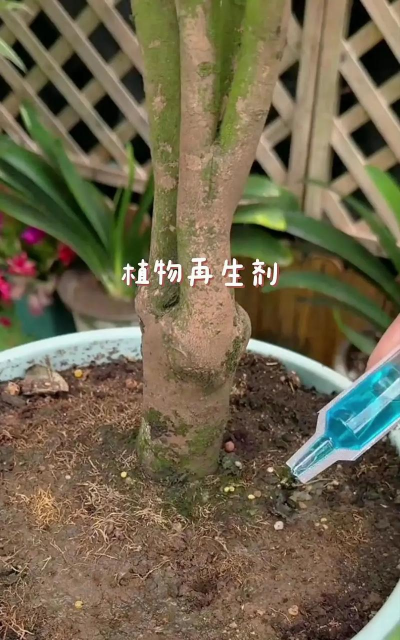 家庭养花用生根粉