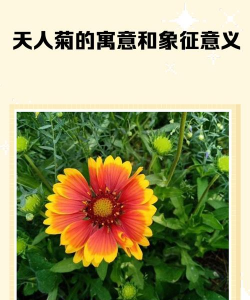 天人菊象征什么