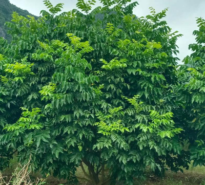 黄皮树是怎么样的