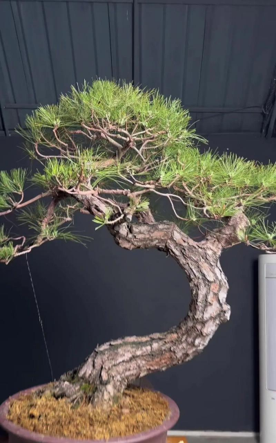 山松盆景如何养护