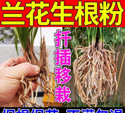 家庭养花用生根粉