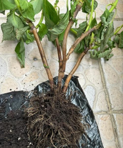 家庭养花用生根粉