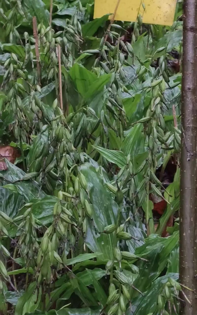 黄花果是怎么样的