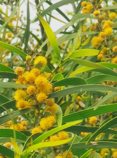 相思树是什么花