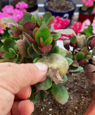 家庭养花用生根粉