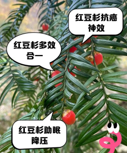 红豆杉什么用途