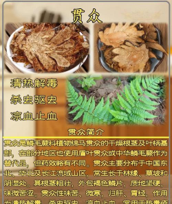 贯众有什么病虫害