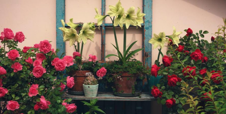 家庭养花用生根粉