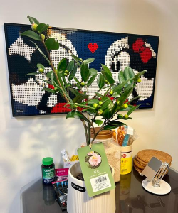 家庭养花用生根粉