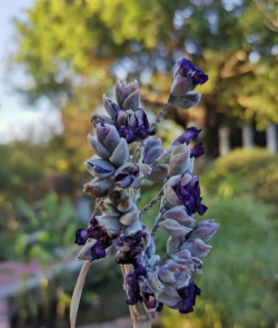 动力素养花 动力素养花