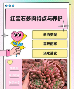 怎么样形容红宝石多肉