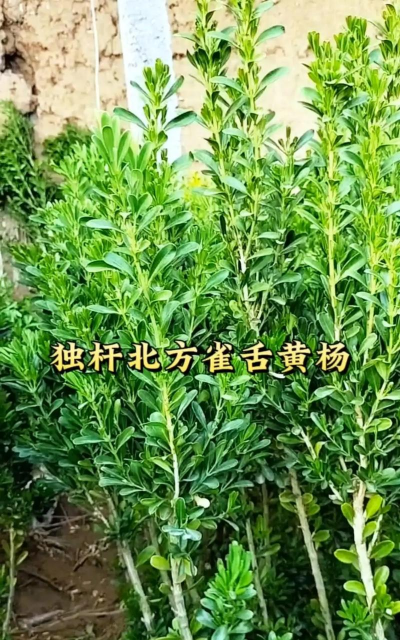 花叶黄杨是什么科目