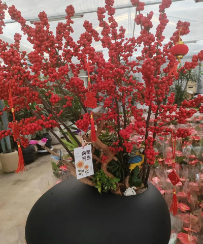 家庭养花用生根粉