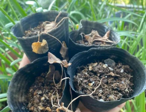 家庭养花用生根粉